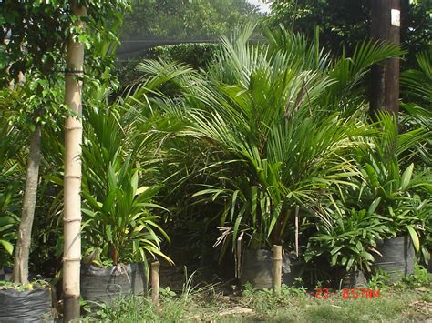 Cainta Plant Nursery .